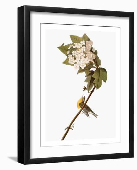 Audubon: Warbler, 1827-38-John James Audubon-Framed Giclee Print