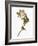 Audubon: Warbler, 1827-38-John James Audubon-Framed Giclee Print