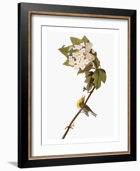 Audubon: Warbler, 1827-38-John James Audubon-Framed Giclee Print