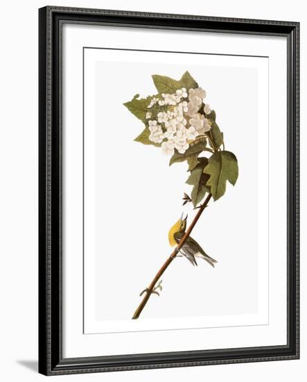 Audubon: Warbler, 1827-38-John James Audubon-Framed Giclee Print