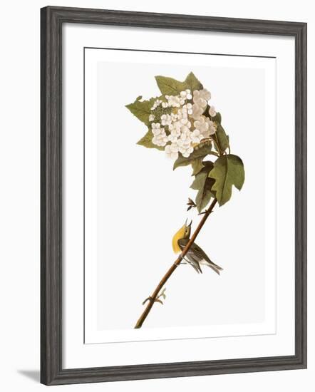 Audubon: Warbler, 1827-38-John James Audubon-Framed Giclee Print