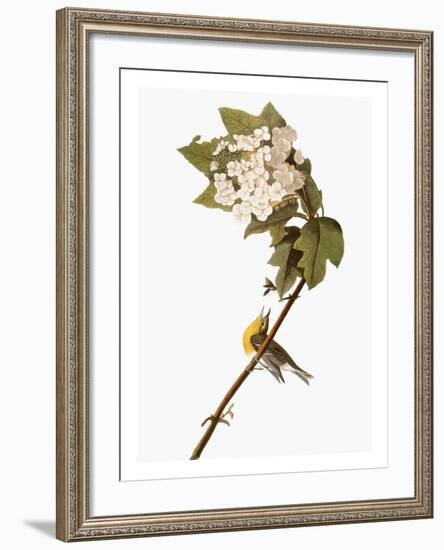 Audubon: Warbler, 1827-38-John James Audubon-Framed Giclee Print