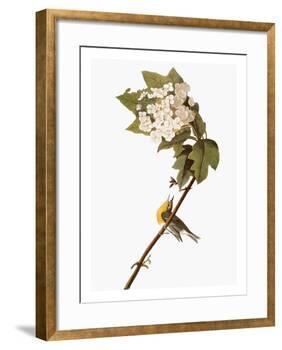 Audubon: Warbler, 1827-38-John James Audubon-Framed Giclee Print