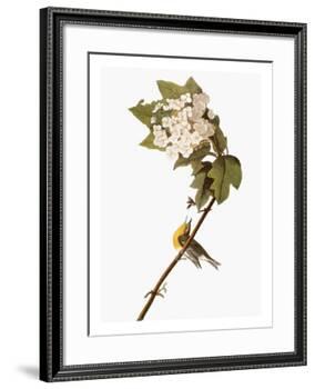 Audubon: Warbler, 1827-38-John James Audubon-Framed Giclee Print