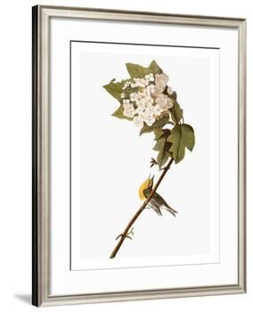 Audubon: Warbler, 1827-38-John James Audubon-Framed Giclee Print