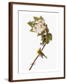 Audubon: Warbler, 1827-38-John James Audubon-Framed Giclee Print