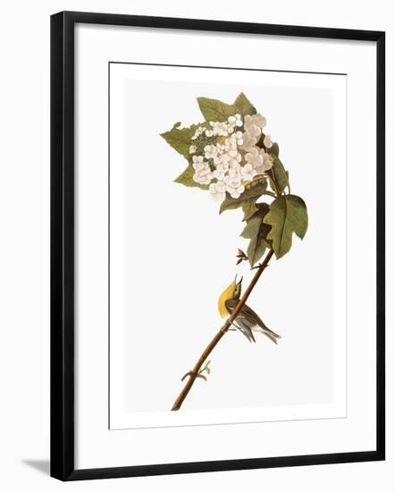 Audubon: Warbler, 1827-38-John James Audubon-Framed Giclee Print