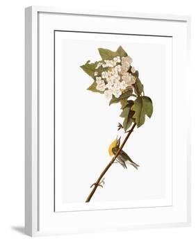 Audubon: Warbler, 1827-38-John James Audubon-Framed Giclee Print