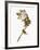 Audubon: Warbler, 1827-38-John James Audubon-Framed Giclee Print