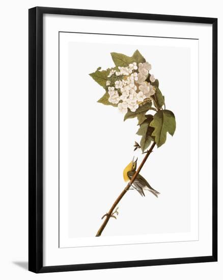 Audubon: Warbler, 1827-38-John James Audubon-Framed Giclee Print