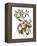 Audubon: Warbler, 1827-38-John James Audubon-Framed Premier Image Canvas