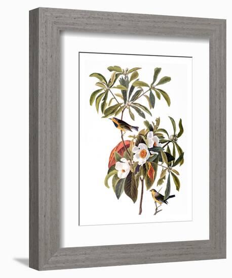 Audubon: Warbler, 1827-38-John James Audubon-Framed Premium Giclee Print