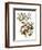 Audubon: Warbler, 1827-38-John James Audubon-Framed Premium Giclee Print