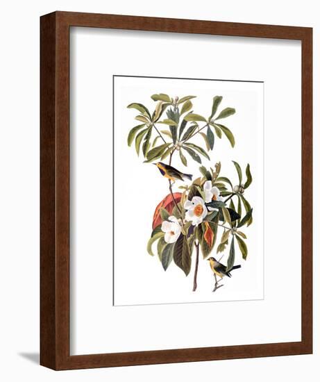 Audubon: Warbler, 1827-38-John James Audubon-Framed Premium Giclee Print