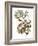 Audubon: Warbler, 1827-38-John James Audubon-Framed Giclee Print