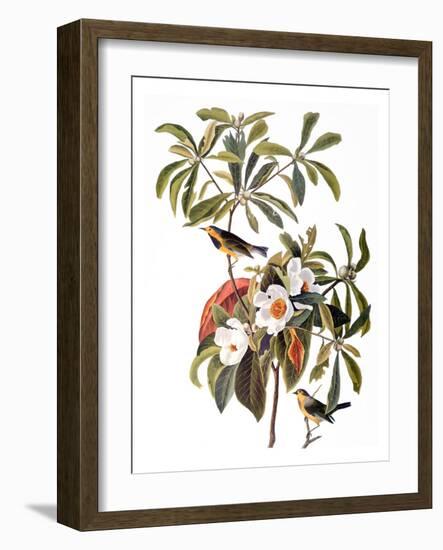 Audubon: Warbler, 1827-38-John James Audubon-Framed Giclee Print