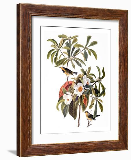 Audubon: Warbler, 1827-38-John James Audubon-Framed Giclee Print