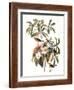 Audubon: Warbler, 1827-38-John James Audubon-Framed Giclee Print