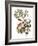 Audubon: Warbler, 1827-38-John James Audubon-Framed Giclee Print