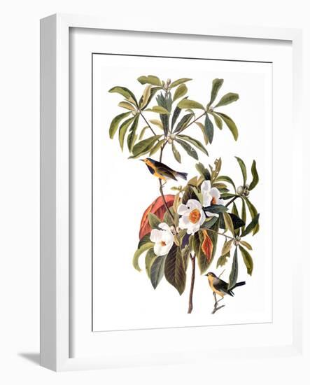 Audubon: Warbler, 1827-38-John James Audubon-Framed Giclee Print