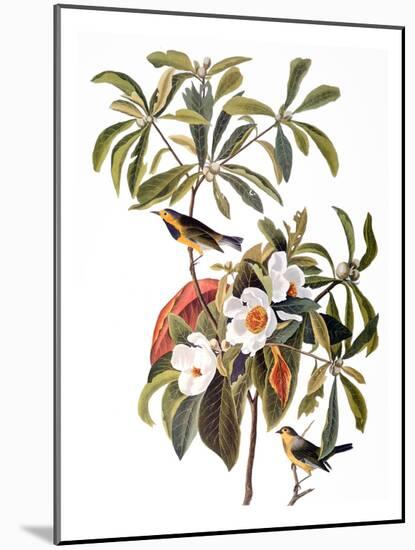 Audubon: Warbler, 1827-38-John James Audubon-Mounted Giclee Print