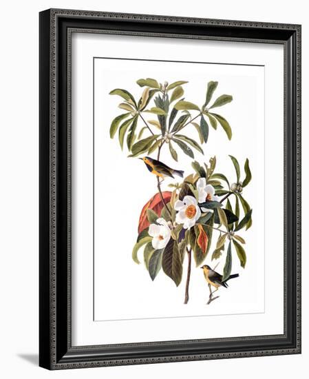 Audubon: Warbler, 1827-38-John James Audubon-Framed Giclee Print