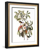 Audubon: Warbler, 1827-38-John James Audubon-Framed Giclee Print