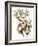 Audubon: Warbler, 1827-38-John James Audubon-Framed Giclee Print