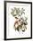 Audubon: Warbler, 1827-38-John James Audubon-Framed Giclee Print