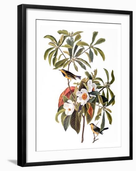 Audubon: Warbler, 1827-38-John James Audubon-Framed Giclee Print