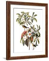 Audubon: Warbler, 1827-38-John James Audubon-Framed Giclee Print