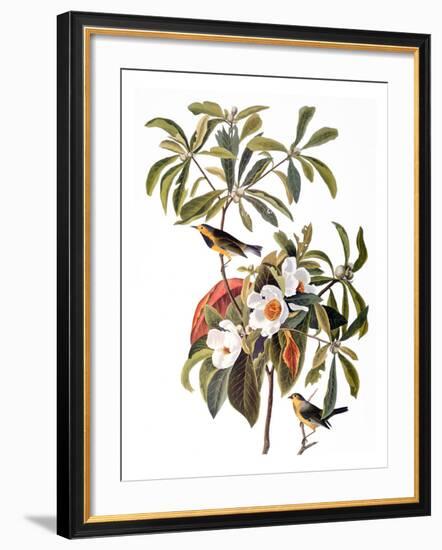 Audubon: Warbler, 1827-38-John James Audubon-Framed Giclee Print