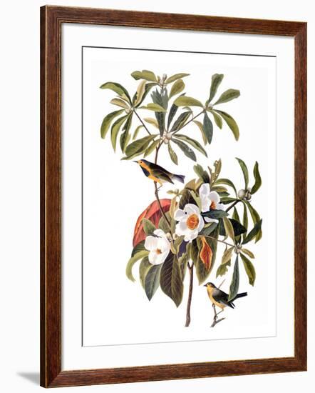 Audubon: Warbler, 1827-38-John James Audubon-Framed Giclee Print