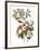 Audubon: Warbler, 1827-38-John James Audubon-Framed Giclee Print