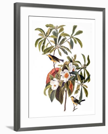 Audubon: Warbler, 1827-38-John James Audubon-Framed Giclee Print