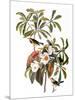 Audubon: Warbler, 1827-38-John James Audubon-Mounted Giclee Print