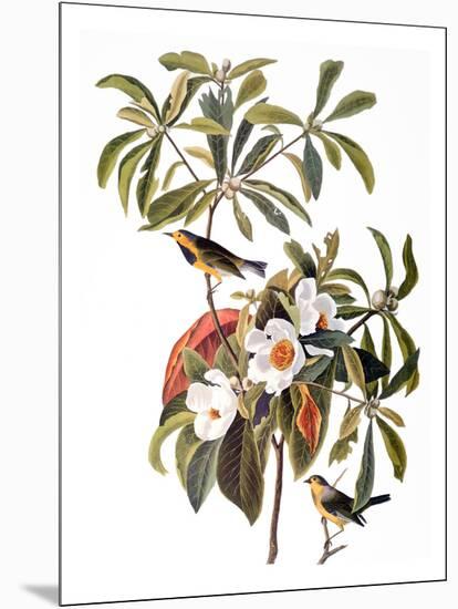 Audubon: Warbler, 1827-38-John James Audubon-Mounted Giclee Print