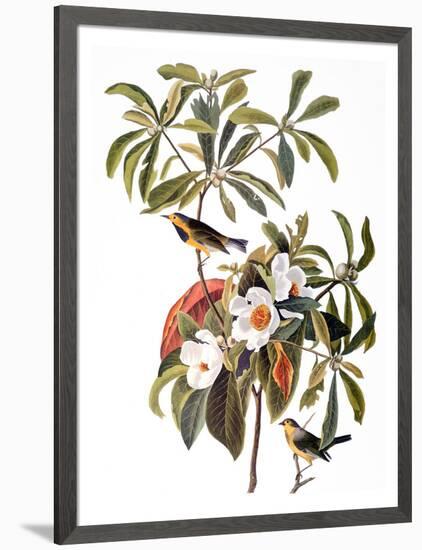 Audubon: Warbler, 1827-38-John James Audubon-Framed Giclee Print