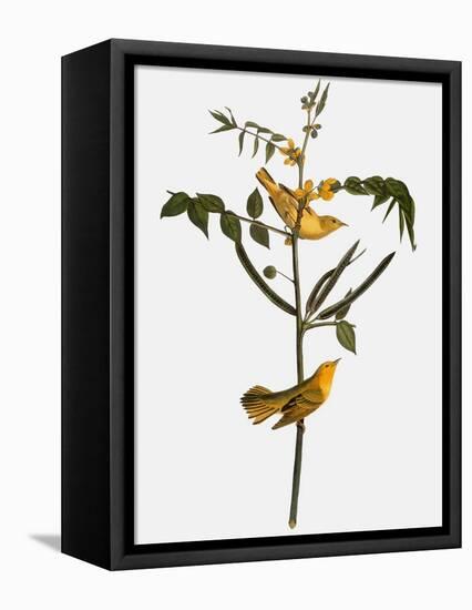 Audubon: Warbler, 1827-38-John James Audubon-Framed Premier Image Canvas