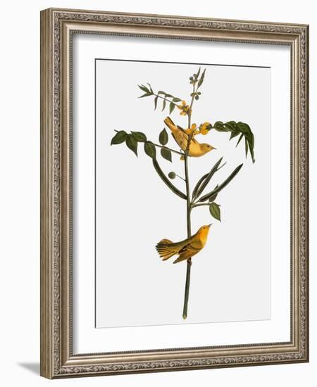 Audubon: Warbler, 1827-38-John James Audubon-Framed Giclee Print