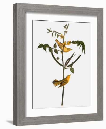 Audubon: Warbler, 1827-38-John James Audubon-Framed Giclee Print