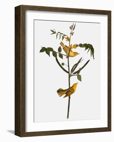 Audubon: Warbler, 1827-38-John James Audubon-Framed Giclee Print