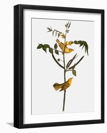 Audubon: Warbler, 1827-38-John James Audubon-Framed Giclee Print