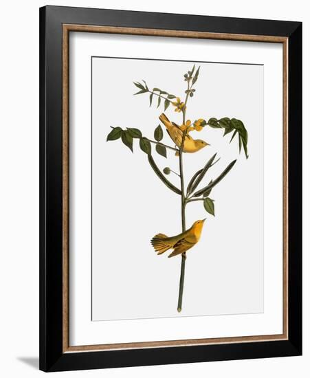 Audubon: Warbler, 1827-38-John James Audubon-Framed Giclee Print