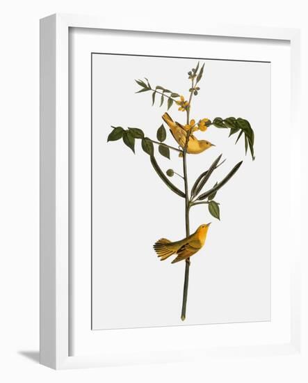 Audubon: Warbler, 1827-38-John James Audubon-Framed Giclee Print