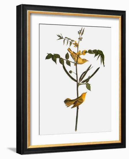 Audubon: Warbler, 1827-38-John James Audubon-Framed Giclee Print