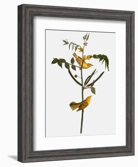 Audubon: Warbler, 1827-38-John James Audubon-Framed Giclee Print