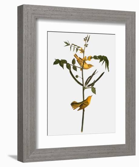 Audubon: Warbler, 1827-38-John James Audubon-Framed Giclee Print