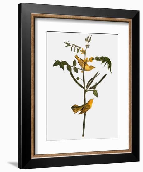 Audubon: Warbler, 1827-38-John James Audubon-Framed Giclee Print