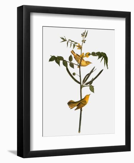 Audubon: Warbler, 1827-38-John James Audubon-Framed Giclee Print